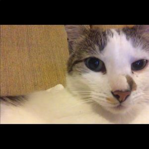 Meet your Posher, Tami